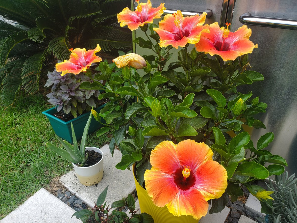 Five hibiscus flowers bloomed yesterday! Purple Basil and Aloe have fully recovered.Plus the Sugar Baby watermelon that was the size of a walnut *Tuesday* is now the size of a MANGO 