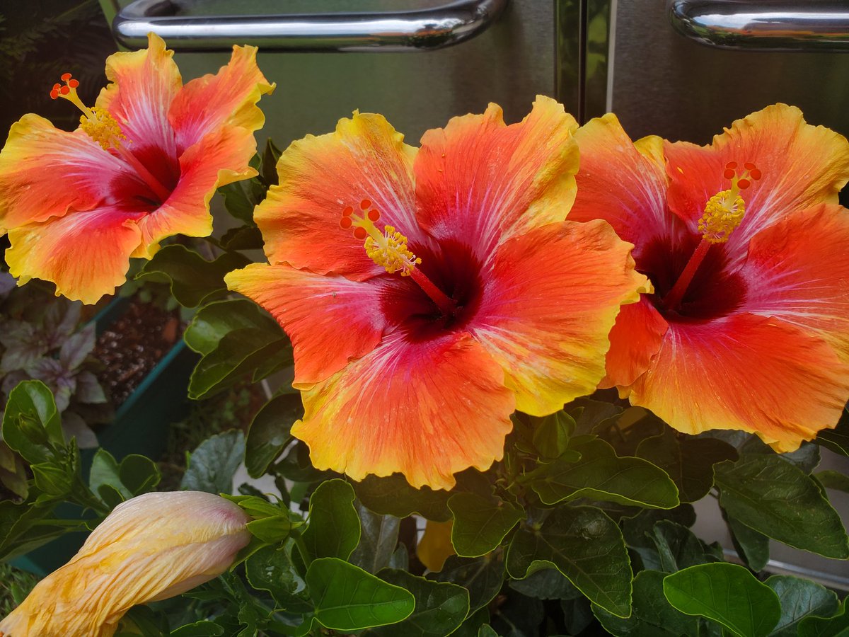 Five hibiscus flowers bloomed yesterday! Purple Basil and Aloe have fully recovered.Plus the Sugar Baby watermelon that was the size of a walnut *Tuesday* is now the size of a MANGO 