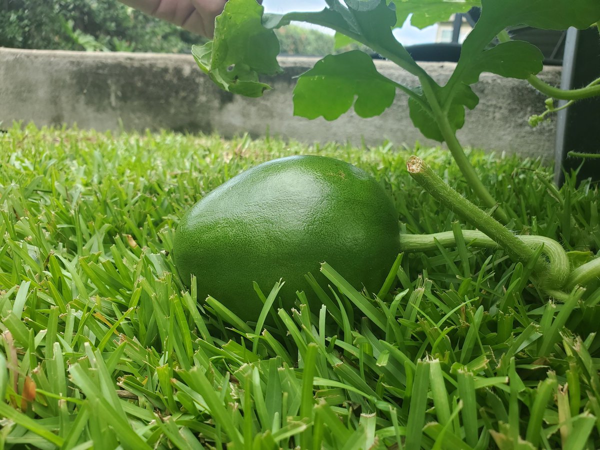 Five hibiscus flowers bloomed yesterday! Purple Basil and Aloe have fully recovered.Plus the Sugar Baby watermelon that was the size of a walnut *Tuesday* is now the size of a MANGO 