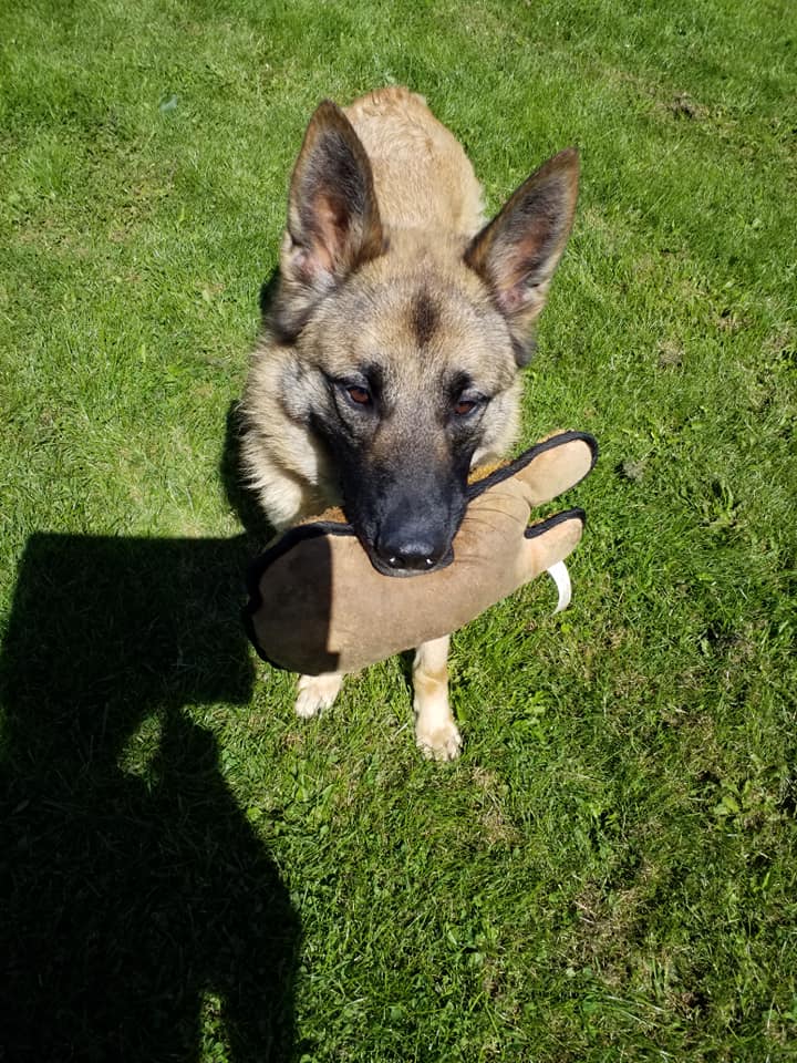 gsrescueelite's tweet photo. Harvey is 4yrs old and this poor lad has had a very unsettled life which has affected his confidence, he is looking for a child and pet free home that can help him please 
#dogs #GermanShepherd #Cornwall 
https://t.co/QYL1bxDyK5 https://t.co/Gcmw3m6RUN