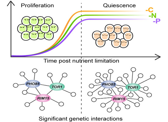 MolSystBiol's tweet photo. The #GeneticInteraction profiles of regulatory kinases differ between environmental conditions & cellular states (proliferative vs quiescent) --> https://t.co/52bnmUeNaI
from @djjgresham @NYUCAS @NYUGenomics #CellSignalling #Scerevisiae #Quiescence https://t.co/ISuAXZWL5p