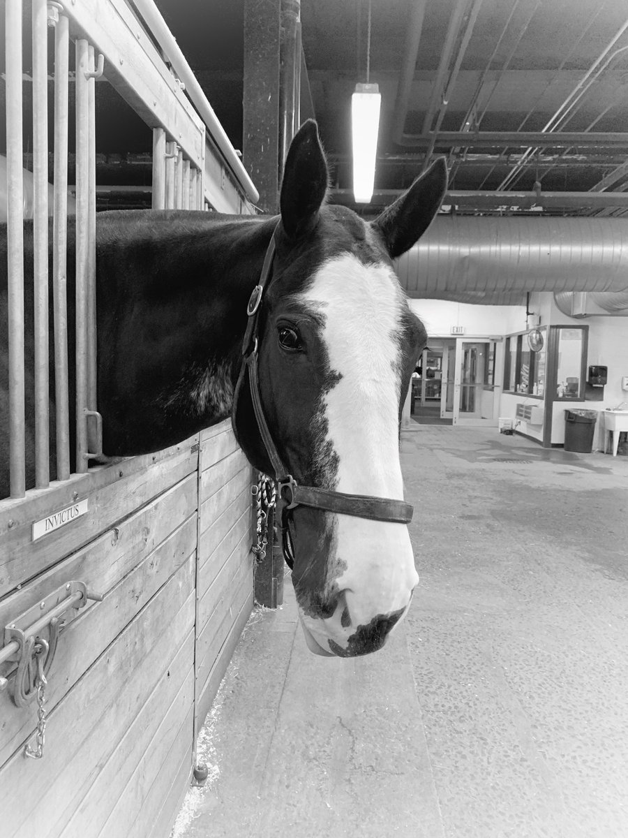 TpsSafety's tweet photo. Invictus, a five year old #Clydesdale, is showing off his fresh haircut.  New police mounts have their forelock cut off when they graduate from “remount” to the regular ranks. #policehorse #mountedunit #invictus #mountedmonday https://t.co/n3JwOfWlt9