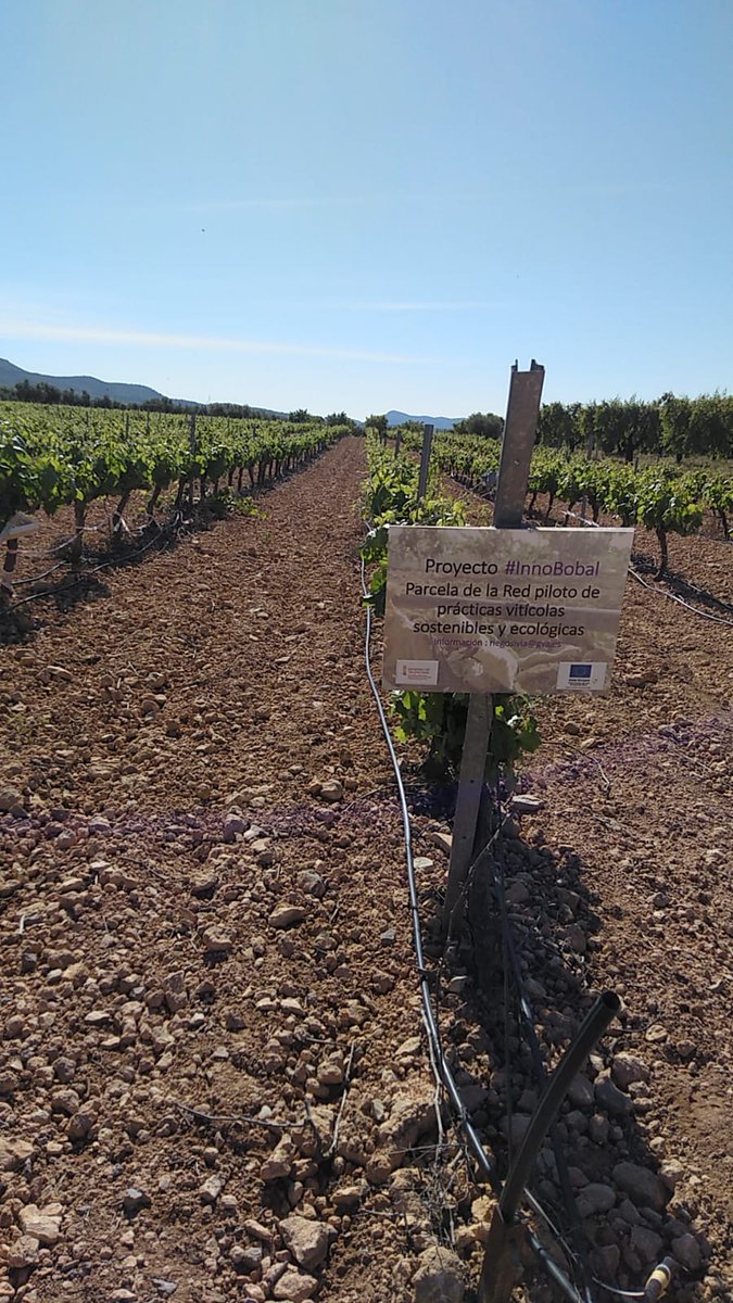 IviaRiegos's tweet photo. ¡Seguimos!💪Acabamos de instalar la red de sondas que nos permitirá mostraros cómo realizar un #riego eficiente en el proyecto #Innobobal 🍇 de @GVAagroambient en la @DOUtielRequena. Apostamos por #TransferenciaReal
@visualNACert @CoopsAgroCV @GVAivia
📽️ https://t.co/DJ2xu5YAUv https://t.co/WWWJ8I4duE