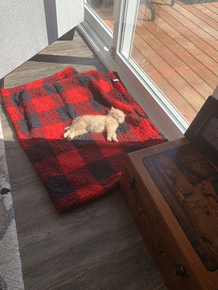 Hey <a href="/KelseyMcEwen/">Kelsey McEwen</a> - please meet my kitten George. He’s tired of his mama taking his picture and is letting me know he’s over it! Happy Monday!