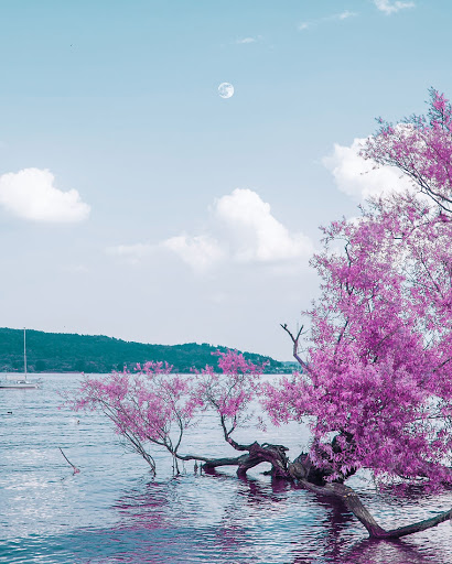 Сакура вода. Сакура пейзаж. Розовая природа. Пейзаж в розовых тонах. Природа Японии Сакура.