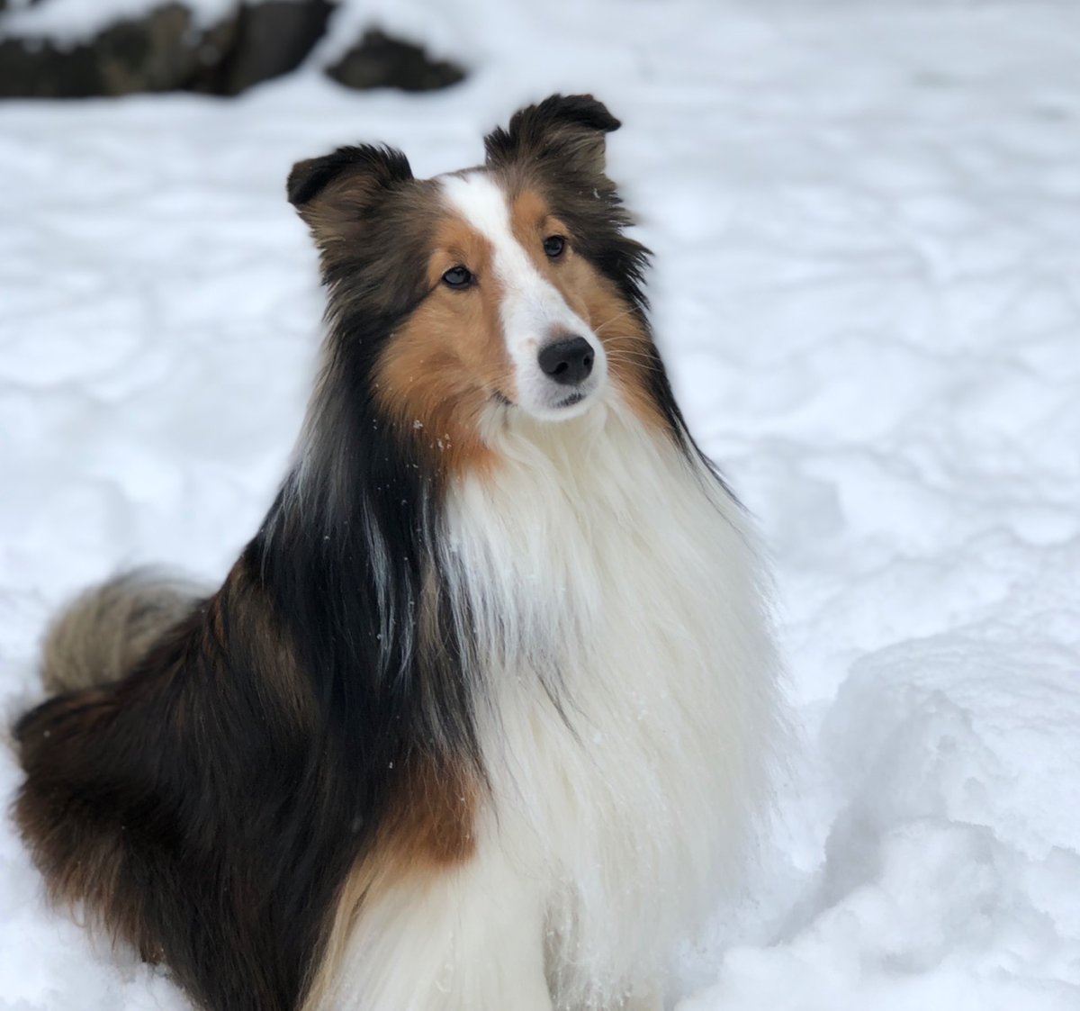 SophieTaroWang 📸🇺🇸🇨🇦💰 tweet media