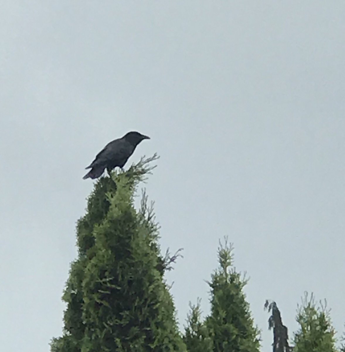 hennessywonders's tweet photo. Every day around noon this crow perches atop the cedar, pausing in its day. I pause with. @hennessywonders at the swirl of possibilities from pausing with #commonworlds https://t.co/atvKGYCMmO