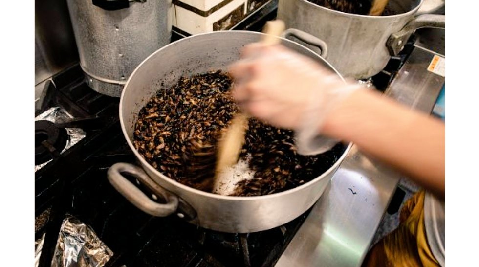 TahirSimsek's tweet image. ‘Geleceğin besin kaynağı’ olarak görülen #böcekler, #Japonlar&apos;ın ünlü çorbasına da girdi!