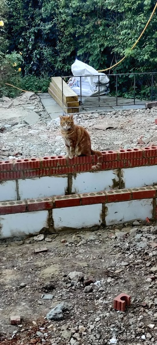 AJToddy02's tweet photo. Progress....wall is being built 💓👍😸 and Storage arrives Wednesday #BusyHalfTerm https://t.co/x3HCRhcGyq