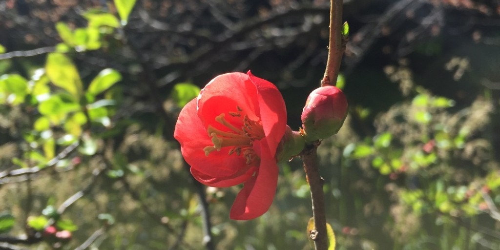 NitobeGarden's tweet photo. The stunning red of flowering quince (Chaenomeles speciosa) is a beautiful addition to the Nitobe Garden landscape. 🌺🌱
#nitobe #nitobememorialgarden #inthegarden #gardensbc #resilienceinbloom #explorebc #ourgardensyourhome #virtuallyvancouver #inbloom https://t.co/r8D1r4S8Wn