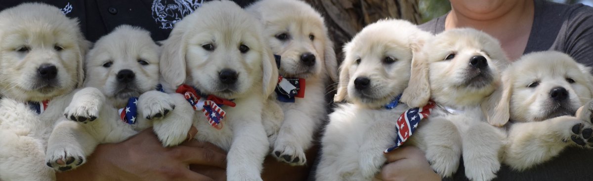 GldnMeadows's tweet photo. Happy Memorial Day! #HonorTheFallen #MemorialDay #PUP https://t.co/hoiPMc2LoN