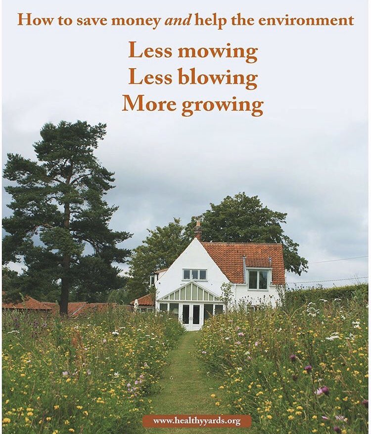 Save money, the environment, and your aching feet! No need to spend hours doing harmful lawn maintenance — sit back and let those wildflowers grow, baby! #yardsforwildlife #nativeplants #NoMowMay #naturalyards #chillax