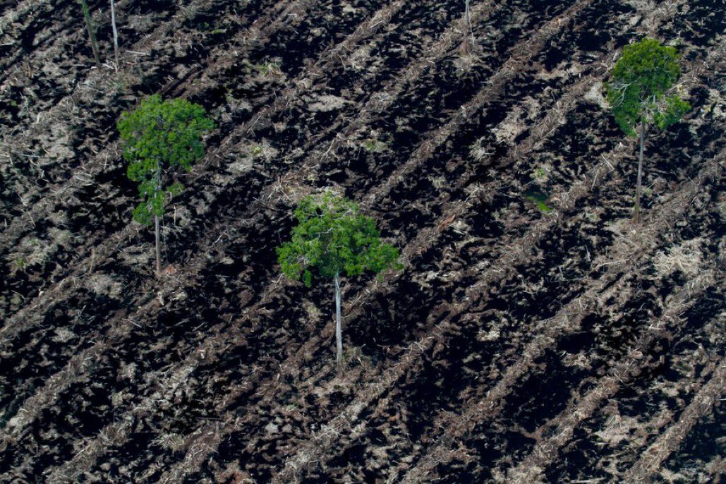 All about money until there is nothing. - Nothing left. #Indonesia #deforestation #palmoil  #WestPapua