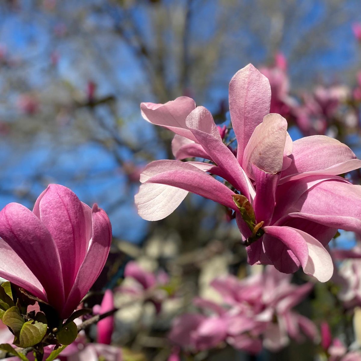 DocDellaire's tweet image. Love Magnolia Trees 😍 #Halifax #SpringFinally