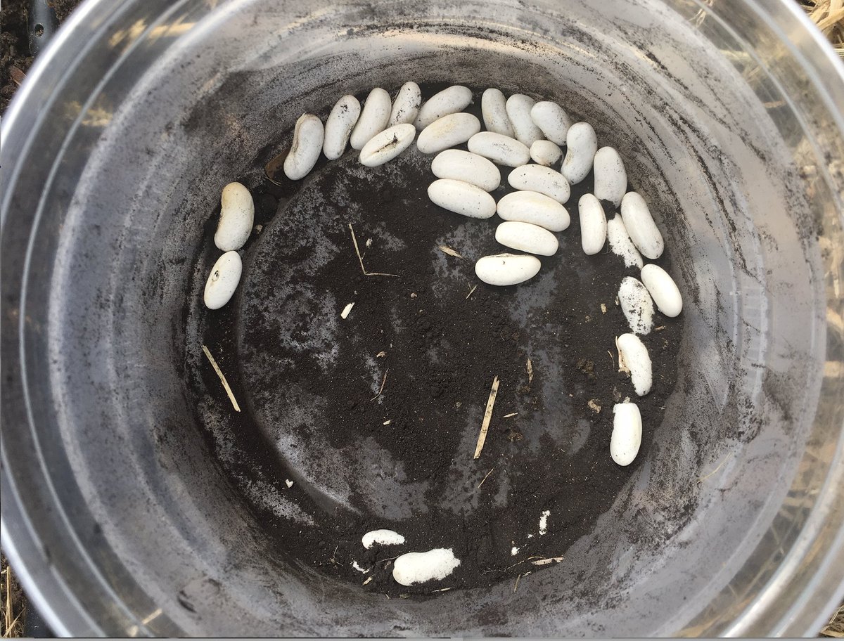 Faith in the future part three - nitrogen fixation. Wisdom collaborative of microbes and plants -a billions of years old tech start up. That black dust in the bottom of my planting container is teeming with symbiotic bacteria just waiting for a beckoning bean rootlet.