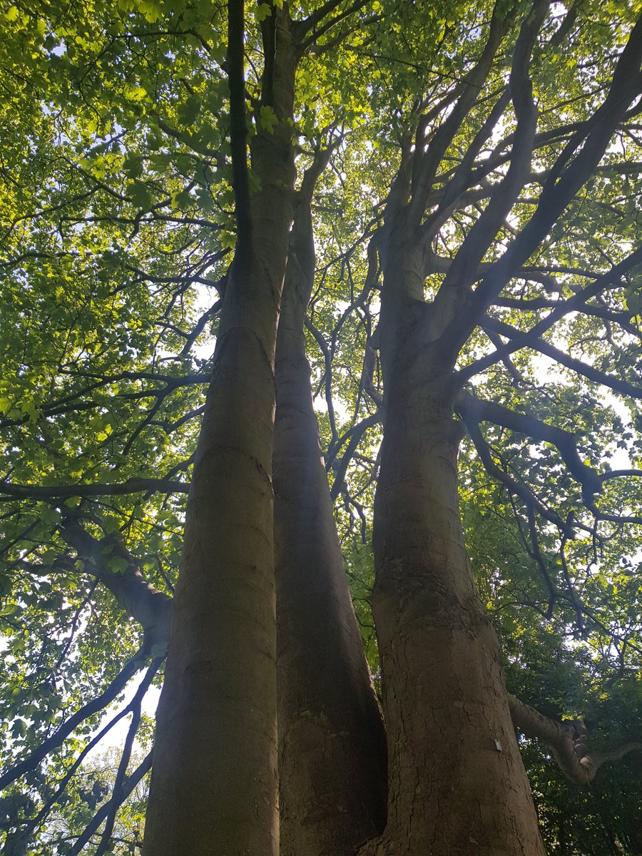 erinjacqgill's tweet photo. Sunny + hot! Perfect for exploring East Dulwich ➡️ Forest Hill + onto Peckham Rye, taking in super-fab @DawsonsHeights & @HornimanMuseum's park. What vistas! All by 🚴♀️ + on🚶♀️. #tryingtokeepfit #naturalhealthservice #southlondon https://t.co/URvq2r1rwF