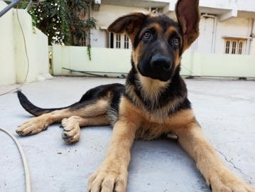 BarkBox4's tweet image. 