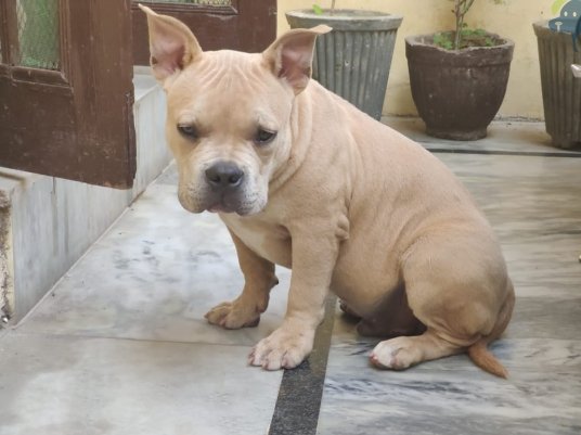 BarkBox4's tweet image. 