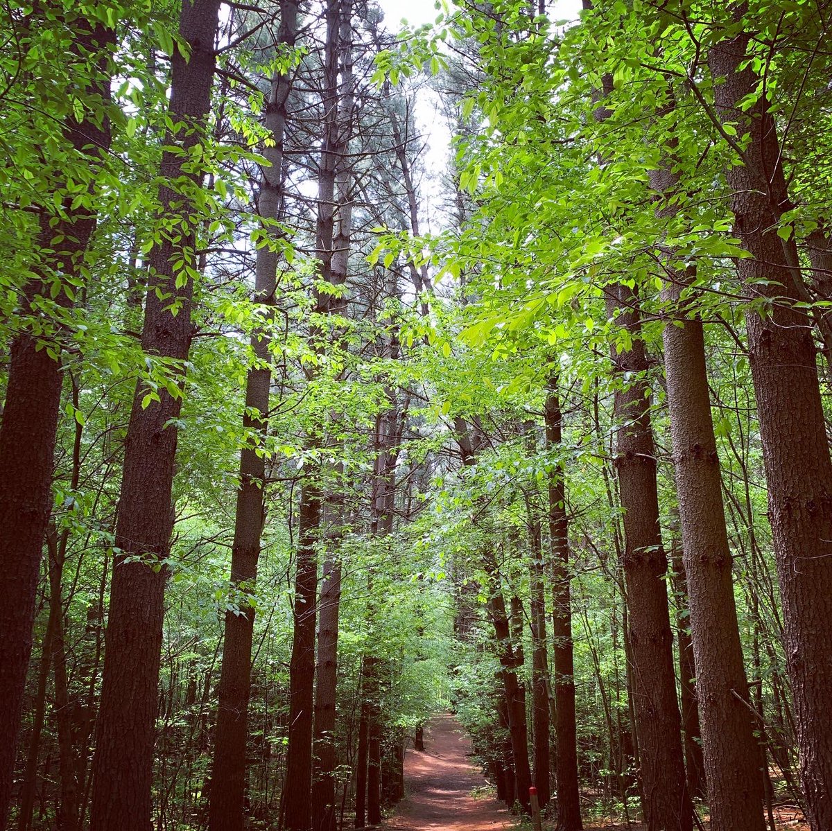 cglancaster's tweet photo. Can’t really say I’ve accomplished much this weekend, but I did get a hike in! #PureMichigan #SaferAtHome #HikeTherapy https://t.co/y0z4aqdRys