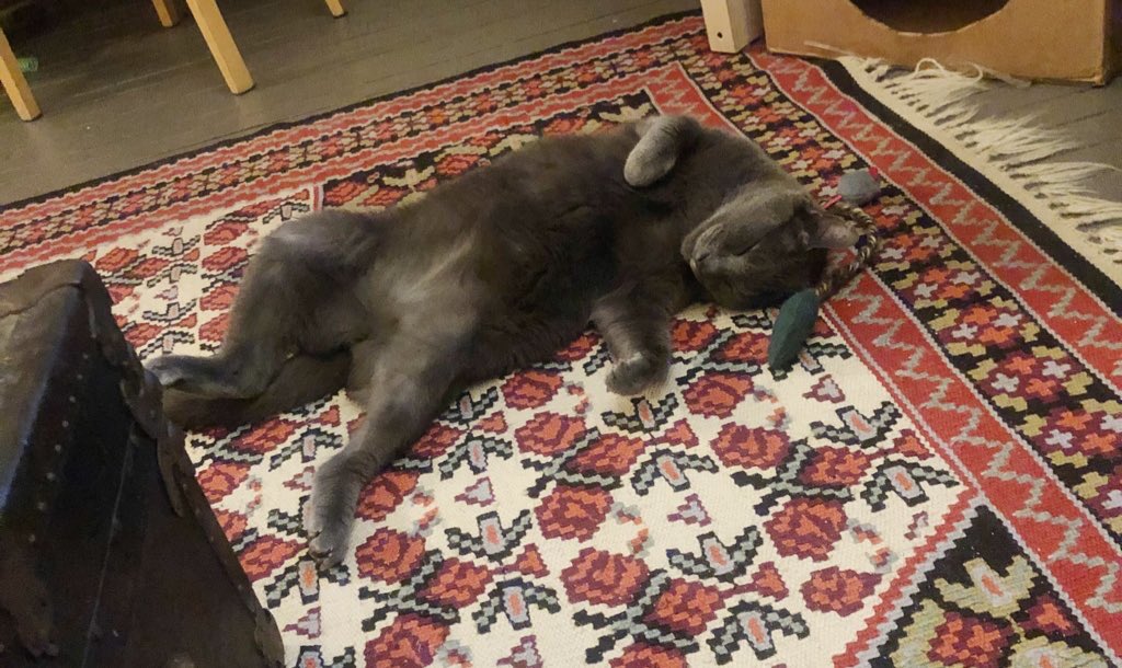 madzyyw's tweet photo. I’m sorry but my only quarantine hobby is taking pictures of my cat sleeping like an absolute idiot https://t.co/Y4d6Idg43S