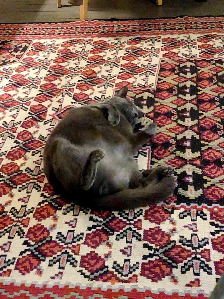 madzyyw's tweet photo. I’m sorry but my only quarantine hobby is taking pictures of my cat sleeping like an absolute idiot https://t.co/Y4d6Idg43S