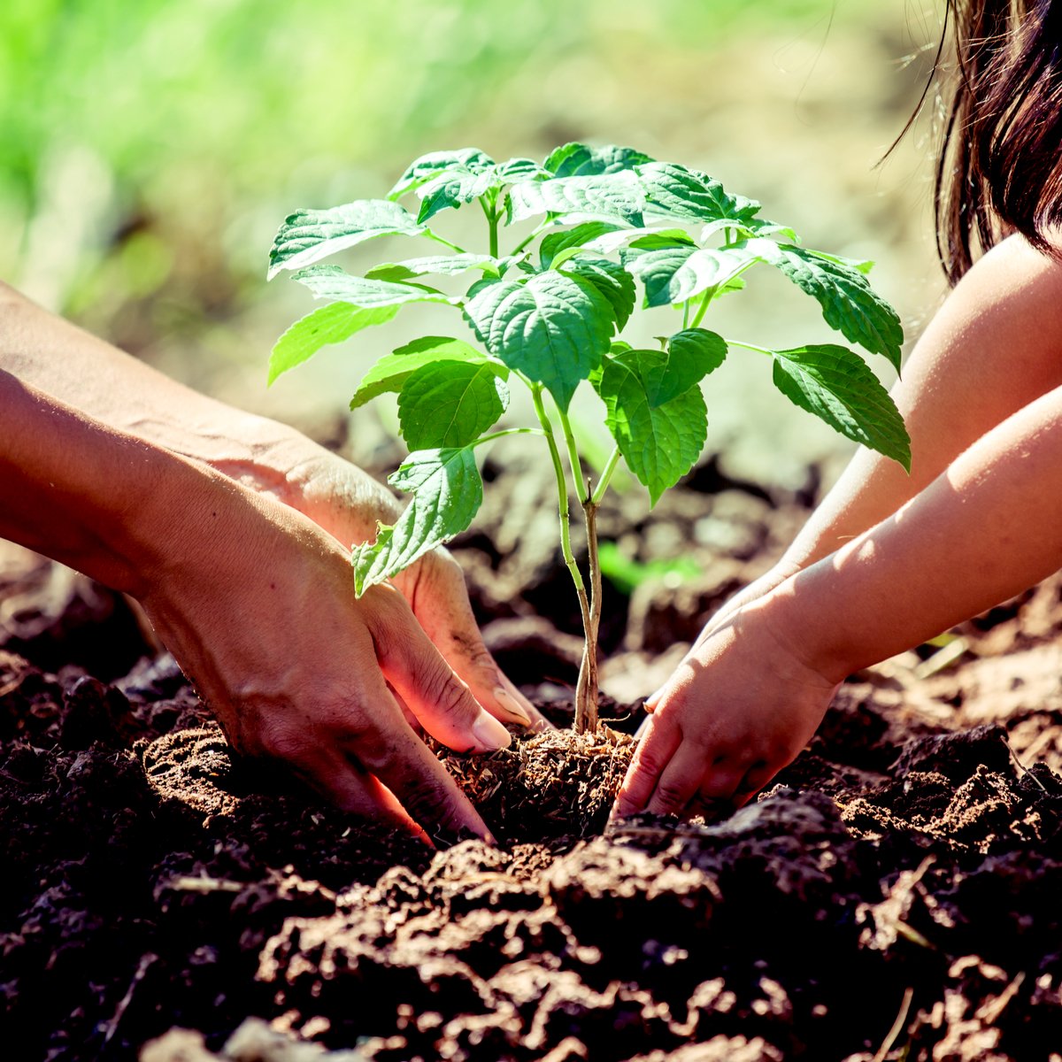 IntelligenceTre's tweet image. Did you know that gardening, pulling weeds, and planting flowers 🌺 can cause you to burn 200-400 calories per hour?  If you add mowing the lawn, you could burn between 250-350 calories per hour. Gardening is an effective workout, but it can also benefit your mental health too.