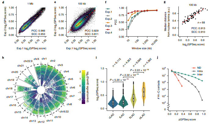 GirelliGabriele's tweet photo. 2/6 #GPSeq is reproducible, can reach resolutions higher than 100 kb, and is consistent with #FISH, Lamin B #DamID, and #HiC data from the same cell line (HAP1, haploid). https://t.co/FH92YaNEnp