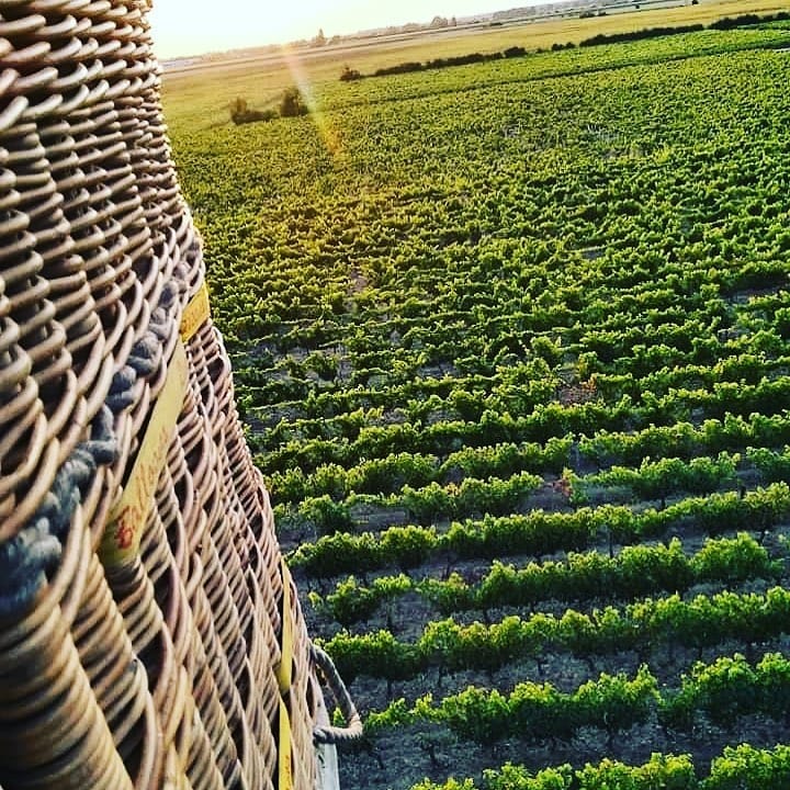Il faut parfois prendre un peu de hauteur pour apprécier les choses différemment. Voici les vignes qui se présentent sous un jour nouveau, vues depuis une montgolfière 😊

Crédit photo : @anjounantesmontgolfieres sur Instagram
