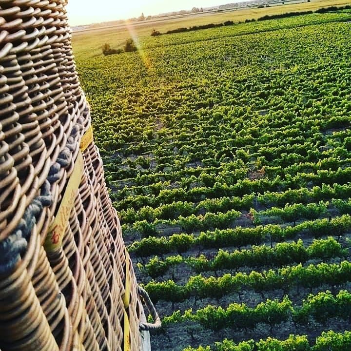 Il faut parfois prendre un peu de hauteur pour apprécier les choses différemment. Voici les vignes qui se présentent sous un jour nouveau, vues depuis une montgolfière 😊 Crédit photo : @anjounantesmontgolfieres sur Instagram