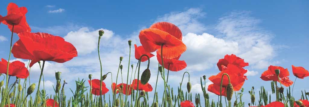 FlexTradesUSA's tweet photo. Today we remember all of those who have given all for us. #MemorialDay2020 #postapoppy
https://t.co/Su5F1KsoG0 https://t.co/g60rxCcyLP