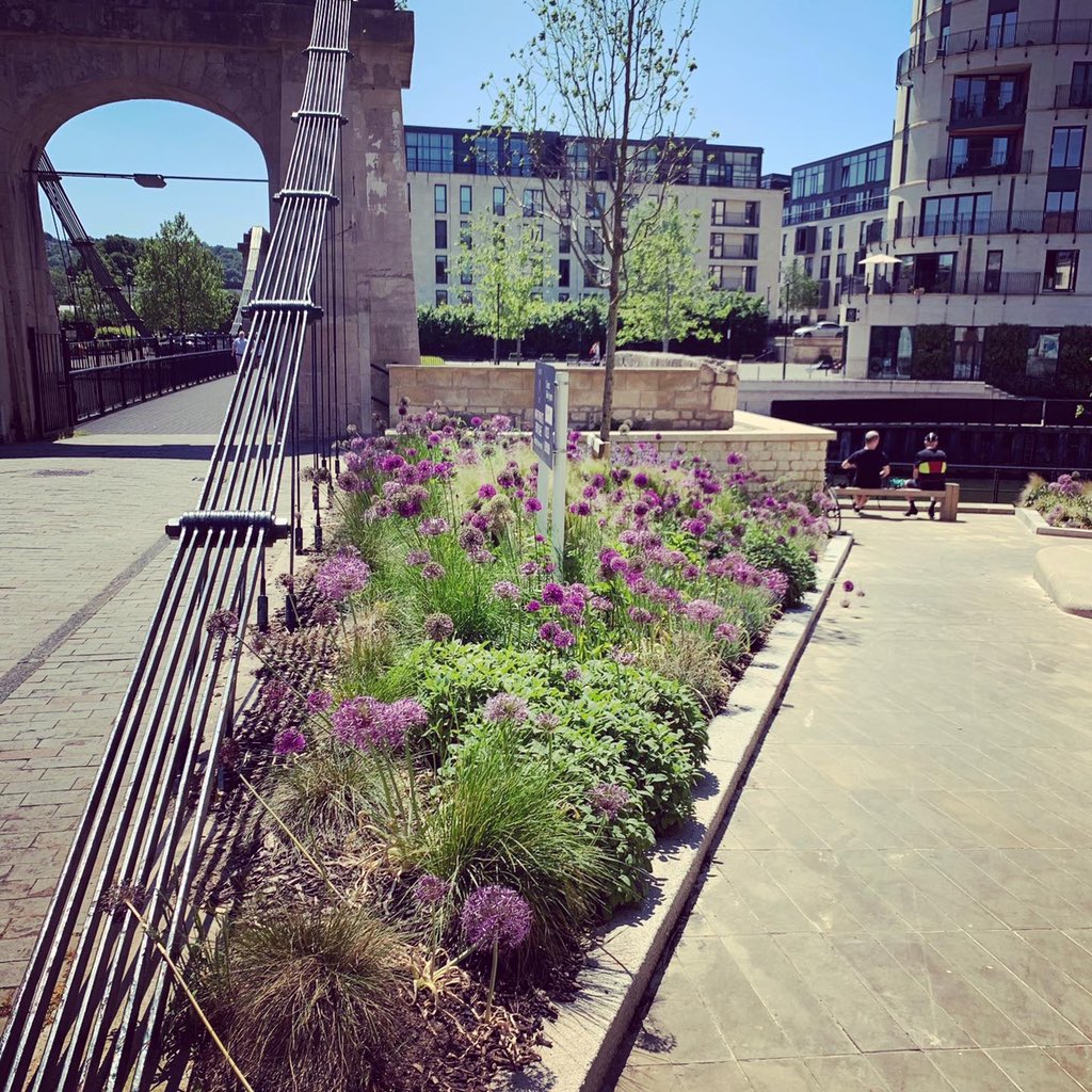 BD_landscape's tweet photo. #landscape at our #riversidecourt project with @NashPLLP for @Watkin_Jones in Bath settling in well with #nectarrich #alliums providing a valuable food source for ๐ฆ & ๐ + great to see so many ๐ดโโ๏ธ & ๐โโ๏ธ using the improved connection to #riveravon @talklandscape @landscapecareer https://t.co/1nrJmnFE4y