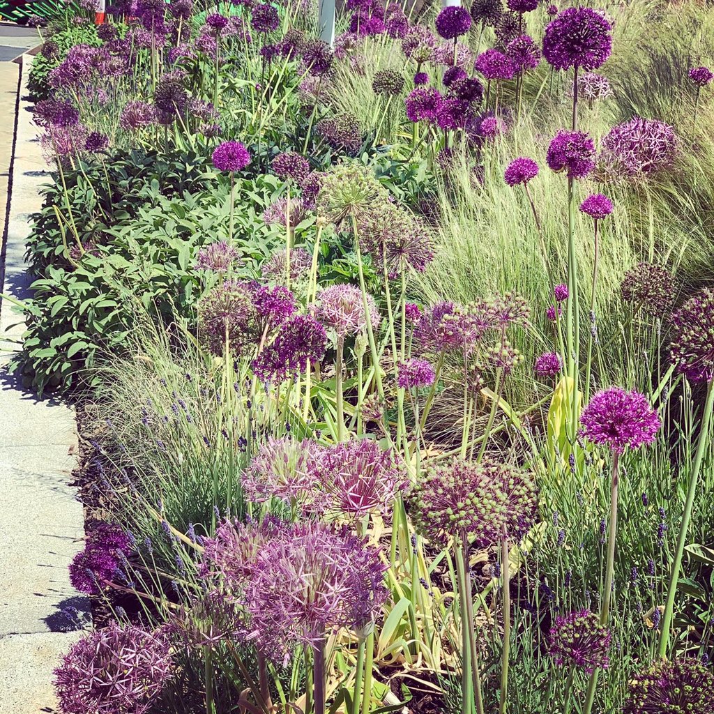 BD_landscape's tweet photo. #landscape at our #riversidecourt project with @NashPLLP for @Watkin_Jones in Bath settling in well with #nectarrich #alliums providing a valuable food source for ๐ฆ & ๐ + great to see so many ๐ดโโ๏ธ & ๐โโ๏ธ using the improved connection to #riveravon @talklandscape @landscapecareer https://t.co/1nrJmnFE4y
