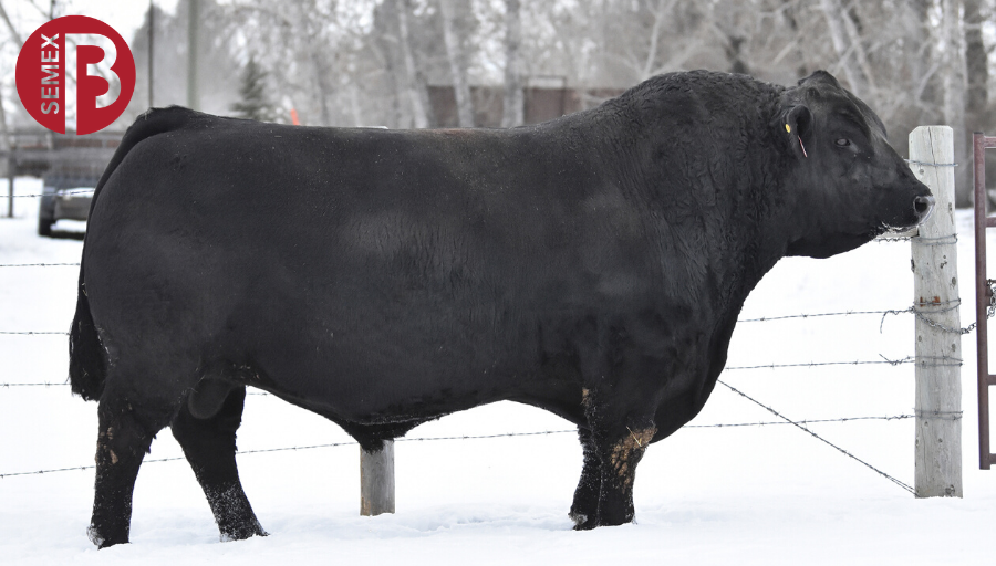 Semex's tweet photo. Hart State of War 056C is a homozygous polled, homozygous black purebred Simmental. His progeny are highly sought after & have topped sales across western Canada. He has an amazing EPD profile excelling in CE and low BW! #SemexBeef https://t.co/HYJfzUP6v5