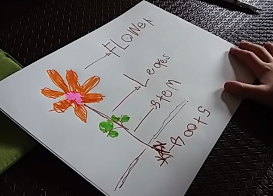 MsKuseler's tweet photo. Learning about the parts of a plant! #ABLearingAtHome #FMPSDLearningAtHome #FMPSDStudentLearning @FMPSD @FMPSDEarlyLearn @DrClarkSchool https://t.co/ePGt0a2tm4