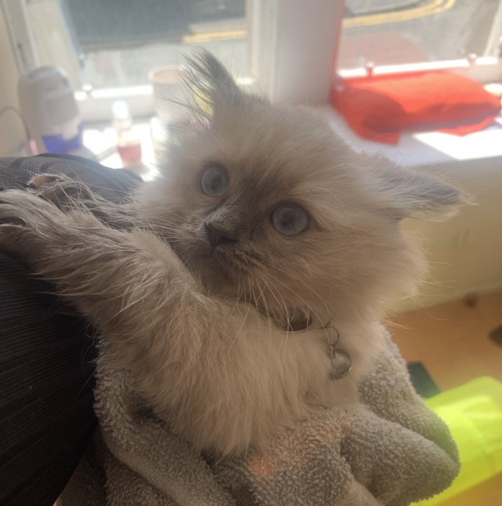 kellieioannou's tweet photo. Things I didn’t think I would have to do in lockdown: fish my over-adventurous (and subsequently v scared) kitten out of the toilet https://t.co/qkUHnd9Eeg