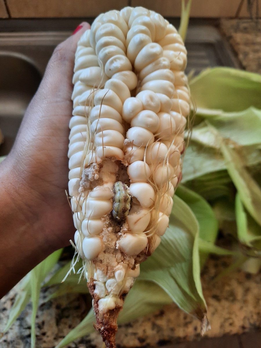 BichaMarsha's tweet image. Cuando encuentro un fruto con gusanos,  me da más tranquilidad consumirlo, es prueba de que no le llego pesticidas o al menos no lo suficiente, quitas la parte dañada, y listo.
Desconfianza me dan los "alimentos perfectos" que no se le acercan ni las moscas.