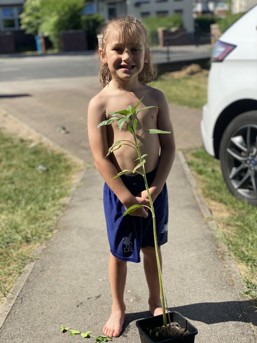 roxannehackett2's tweet photo. Kiean wanted to show you how big his sunflower is🌻 @mrstravishb @HBMissKhan https://t.co/yP3iMpqtDd