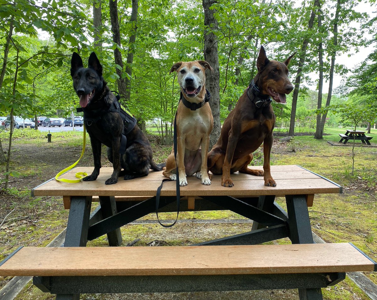 K9Standards's tweet photo. These 3 #GoodGirls want to thank our American heroes, our Veterans, all who served to protect our freedoms on this #MemorialDay #K9Standards #RememberTheFallen #HonorTheFallen #WorkingDogs #K9 https://t.co/HDwSeG8N3b