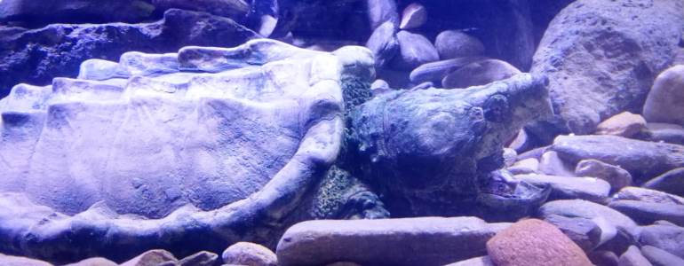 L'#AcquarioCalaGonone riapre dal 30 maggio! Ad attendervi un'affascinante novità: la tartaruga alligatore, col suo aspetto quasi preistorico e la temibile bocca azzannatrice. Regolamento di visita anti Covid 19 e il calendario di apertura sul sito acquariocalagonone.it