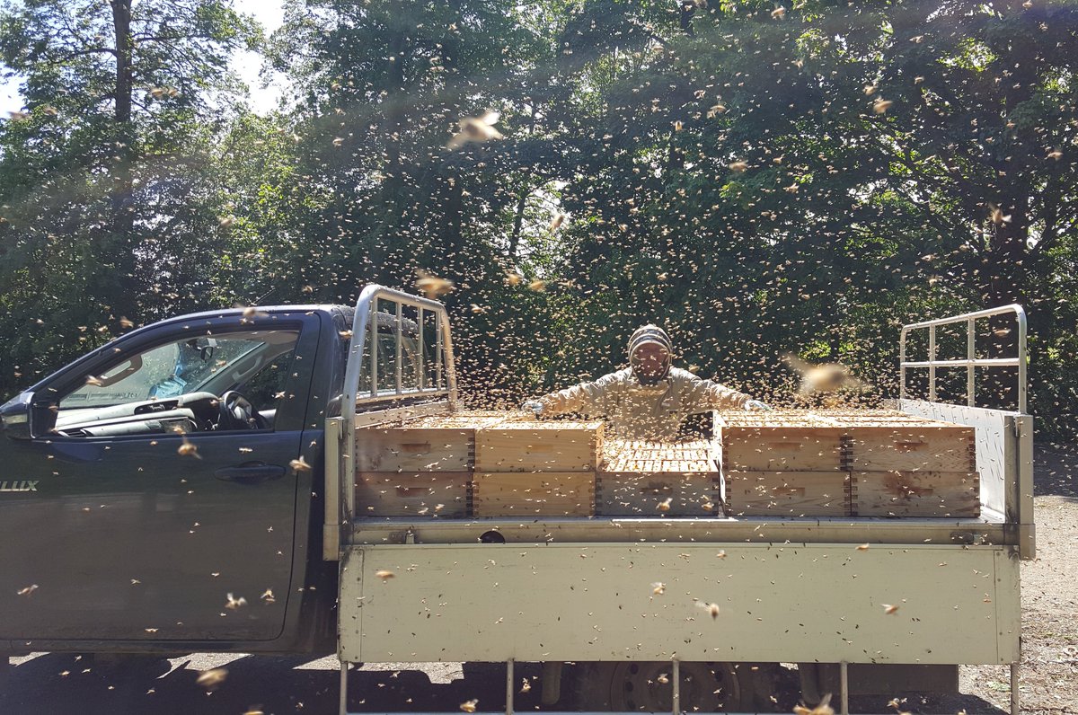 The bees were back in full flow today after a few days of bad weather stopped them foraging the spring crop!