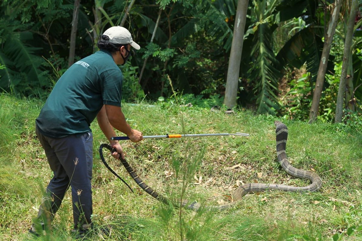 ANI's tweet photo. Andhra Pradesh: A 15-feet-long King Cobra was released into Cherukupalli Reserved Forest today after being rescued from Tammadapalli village of Visakhapatnam district, with the help of forest officials and a local snake rescuer. https://t.co/JuKZnMeybp