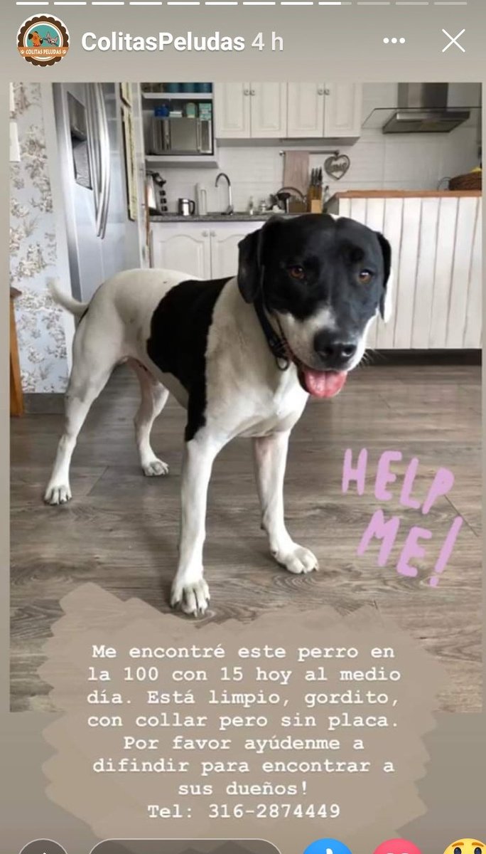 NANIS_MARTINEZR's tweet photo. Difundir para que aparezcan sus dueños 👏🐕🙏 https://t.co/D8fKbq6qdC