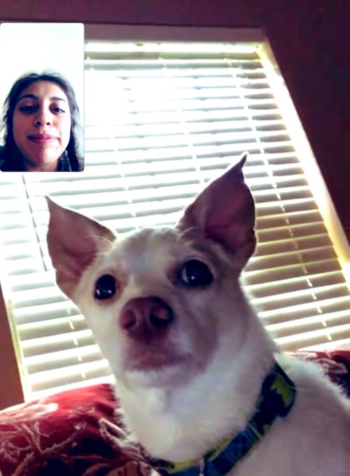 FaceTime with my family dogs 🐶 this morning . I miss them so much 😭😭 #DogsofTwittter https://t.co/lQ<a href="/tag/dogsoftwittter"class="tags"><span>#dogsoftwittter</span></a>