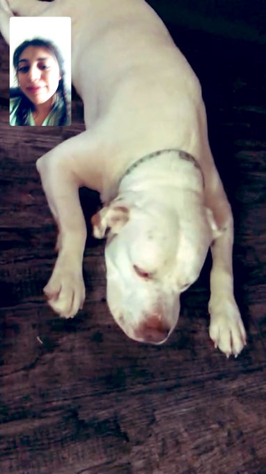 FaceTime with my family dogs 🐶 this morning . I miss them so much 😭😭 #DogsofTwittter https://t.co/lQ<a href="/tag/dogsoftwittter"class="tags"><span>#dogsoftwittter</span></a>