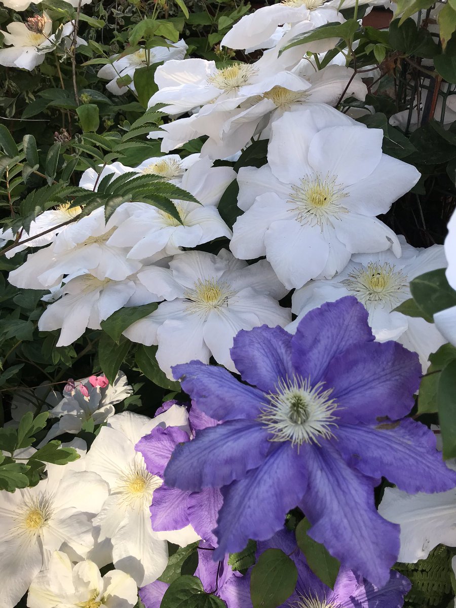 poshncfc's tweet photo. Clematis and Lupins putting on a great show in the garden 🌞 https://t.co/qHWh6byAy7