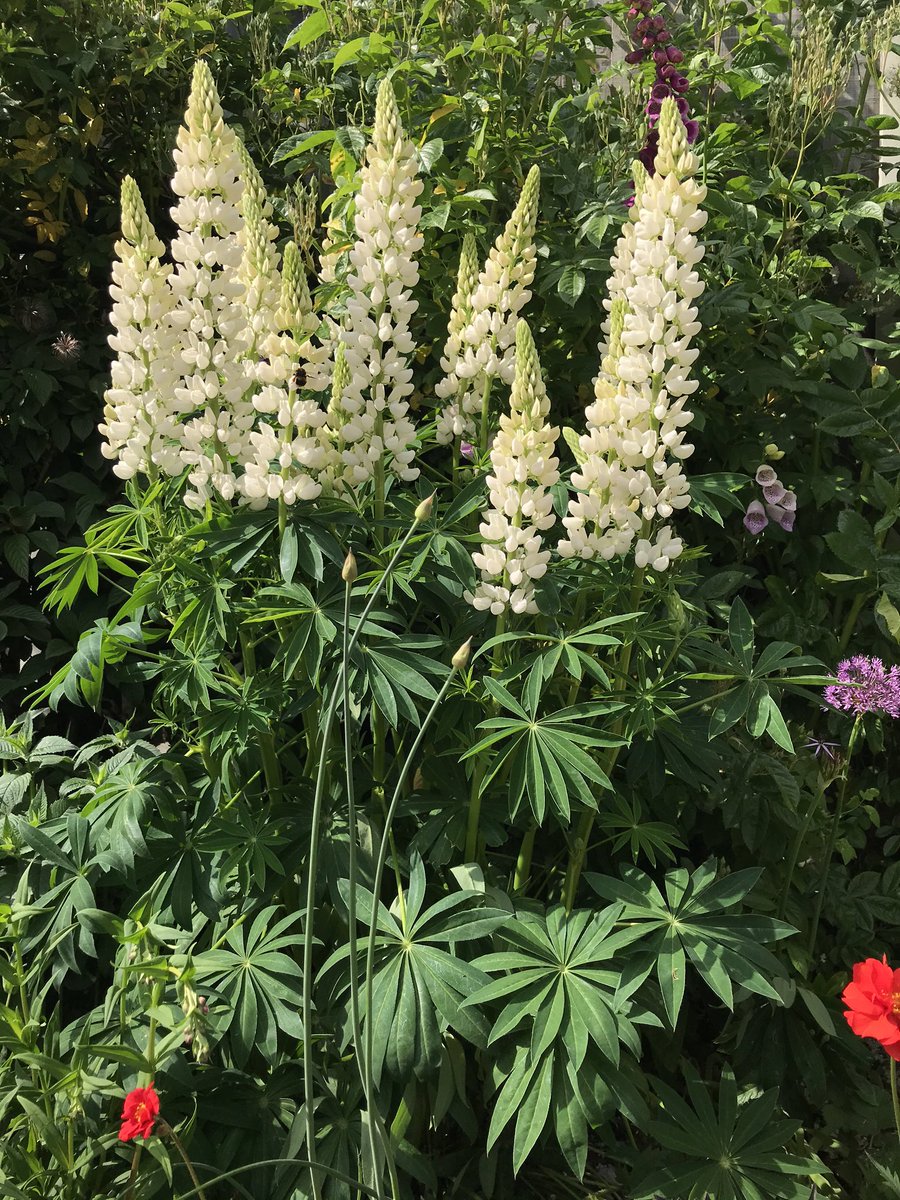 poshncfc's tweet photo. Clematis and Lupins putting on a great show in the garden 🌞 https://t.co/qHWh6byAy7