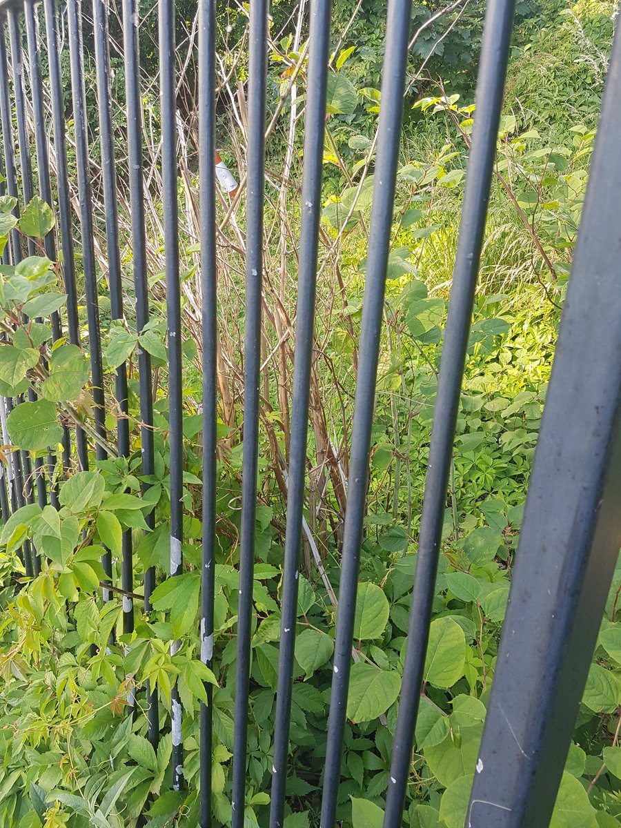 NicoleFosterSLT's tweet photo. @LewishamCouncil there is Japanese knotweed growing on the grass verge alongside the railway lines on molesworth street which should probably be treated to avoid growth in the local area https://t.co/2JVSM9cmmd