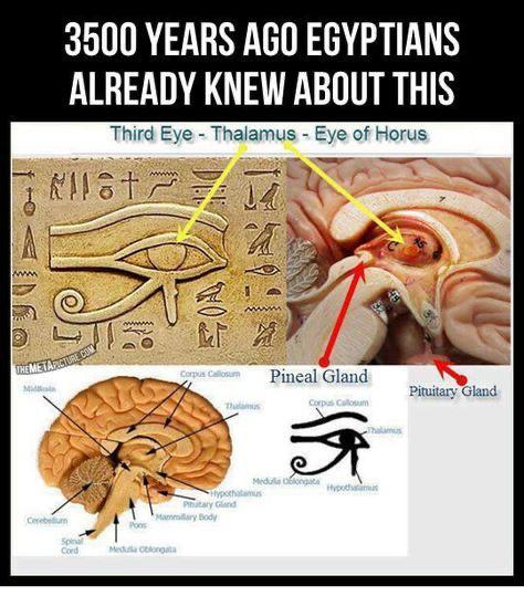 5The third eye or “all seeing eye” was known by our ancestors thousands of years ago and has been referred to in Egyptian symbology as the Eye of Horus – meaning Good Health