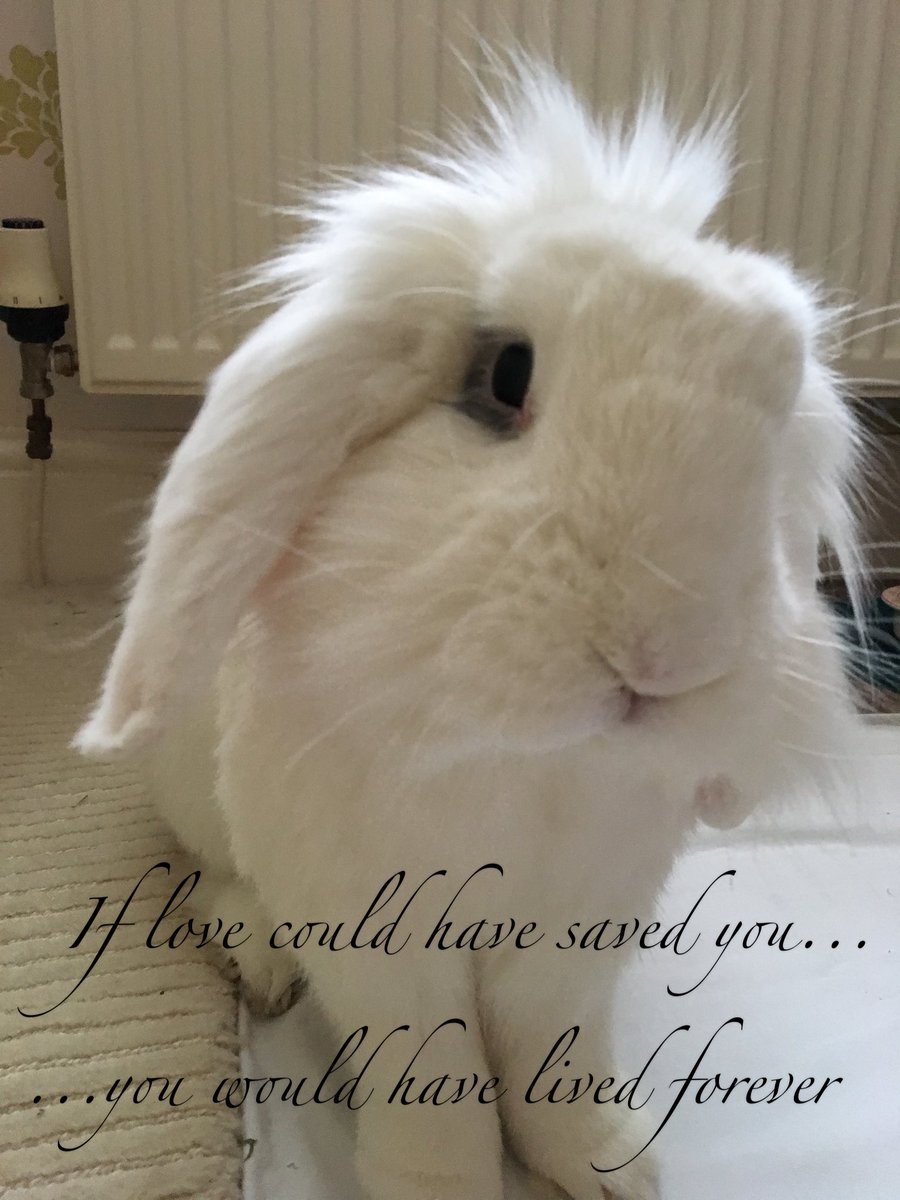 SallySnowball_'s tweet photo. We miss you so much Sal... https://t.co/FSywDmBEJW