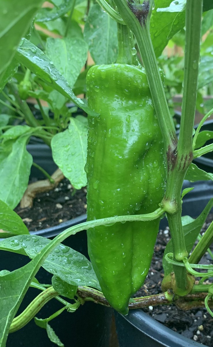 taspitzer's tweet photo. Tequila Sunrise pepper almost the aize of my hand! #tequillasunrise #sweetpepper #greenthumb https://t.co/tCIId7J0nu